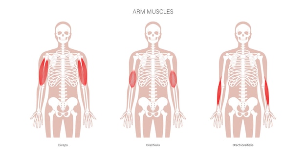 Vetor músculos do braço humano