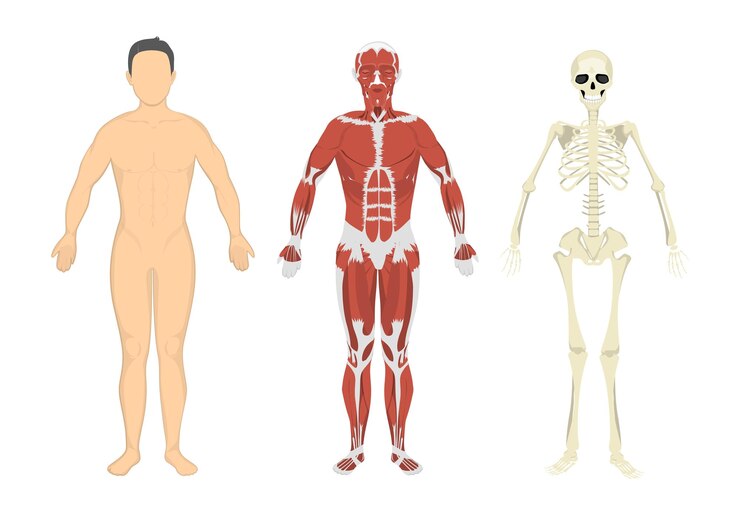 Vetor músculos do corpo humano e esqueleto conjunto de anatomia humana