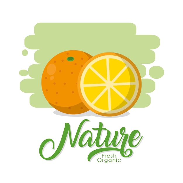 Natureza frutas desenho vetorial ilustração design gráfico
