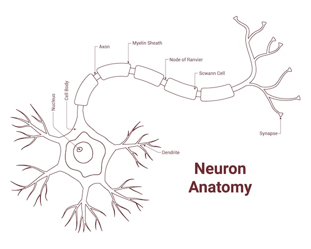 Neuron anatomia dendrita sinapse axão mielina bainha celular corpo núcleo nodo de vetor de ranvier