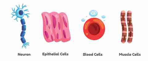 Vetor neurônios de células somáticas humanas sangue epitelial e músculo ilustração gráfica