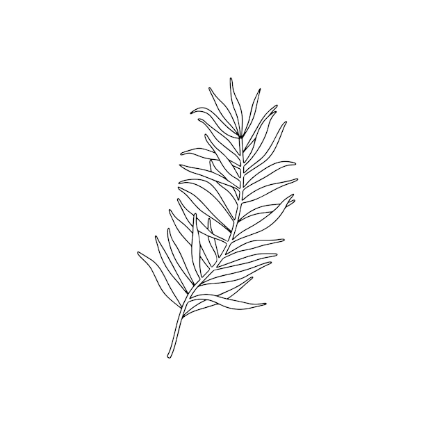 Único ramo de árvore conífera. Ilustração de linha de planta perene com agulha.