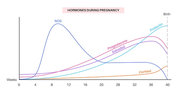 Vetor níveis de hormônios na gravidez hcg prolactina cortisol estradiol e progesterona no corpo da mulher gráfico de mudanças de hormônios femininos desde as primeiras semanas até o nascimento ilustração vetorial plana