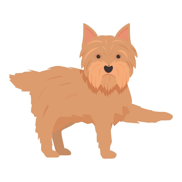 Norfolk terrier de pé em fundo branco levantando a pata
