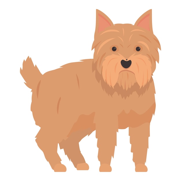 Norfolk terrier em pé sobre fundo branco