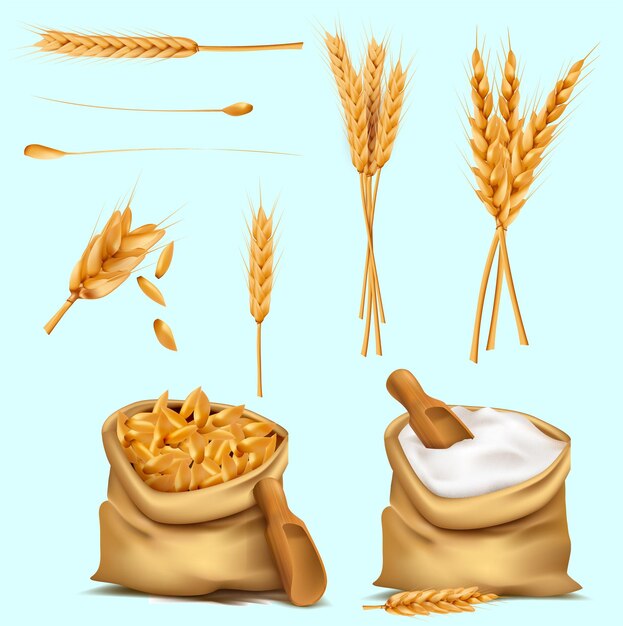 Novos cereais ou culturas de cereais com sementes secas em saco de vector