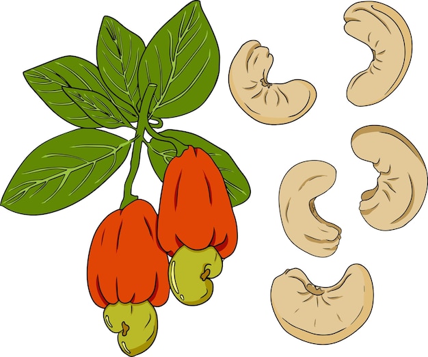 Nozes desenhadas à mão do vetor de caju ilustração colorida com diferentes tipos de freiras