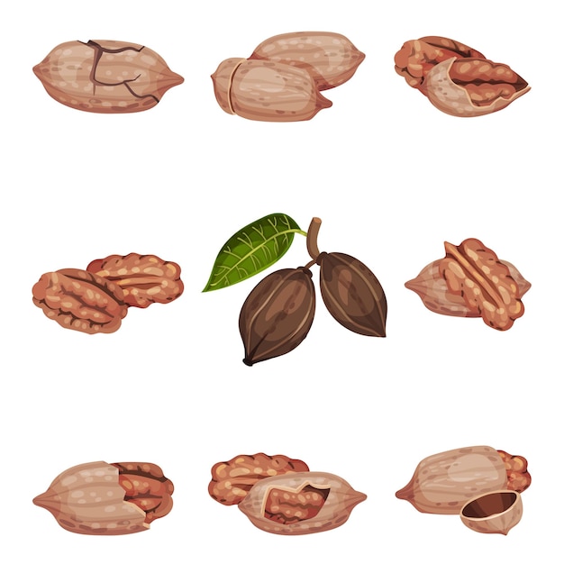 Núcleo de nozes de pecan em casca e pendurado em galho isolado em ilustração vetorial de fundo branco