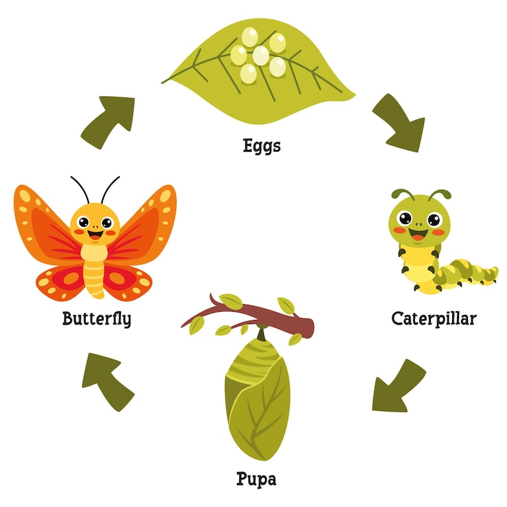 Vetor o ciclo de vida da borboleta