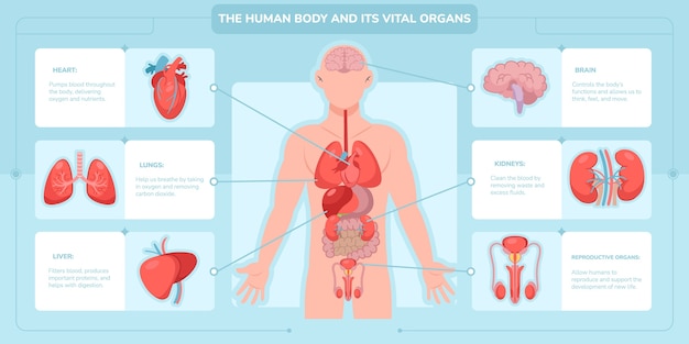 O corpo humano e os seus órgãos vitais