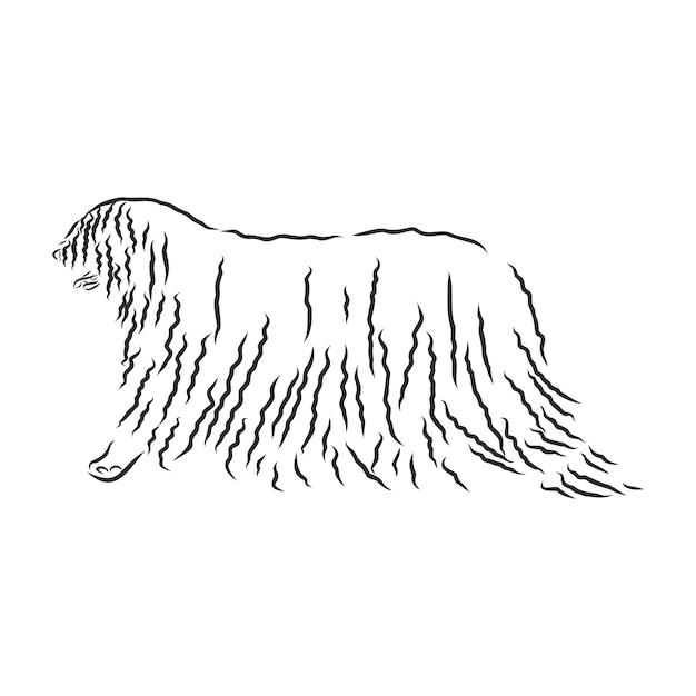 O komondor, também conhecido como o cão pastor húngaro, é um grande cão de guarda de gado húngaro, de cor branca, com uma longa