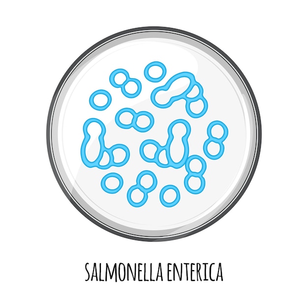 O microbioma humano de salmonela enterica em uma placa de petri imagem vetorial bifidobacteria lactobacilli