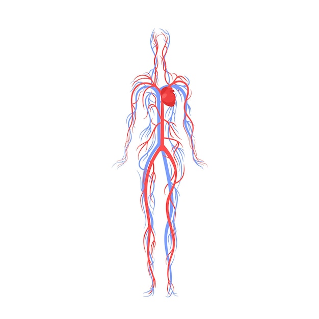 Vetor o sistema cardiovascular do ser humano adulto compreende os vasos sanguíneos do coração e o sangue transporta nutrientes de oxigênio