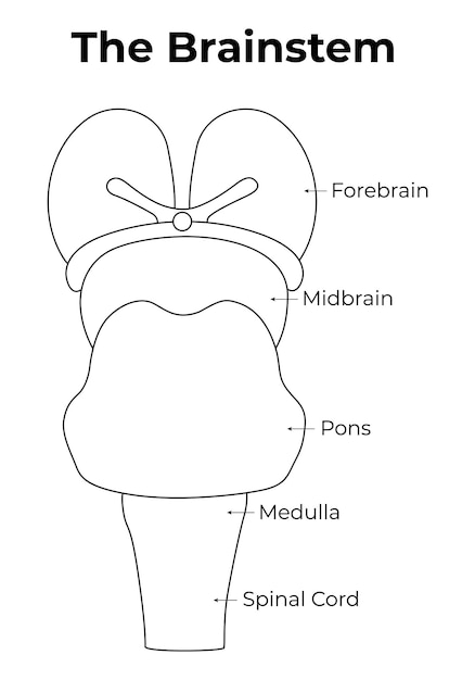 Vetor o tronco cerebral, o cérebro anterior, o cérebro médio, o pons, a medula espinhal ilustração vetorial ilustração