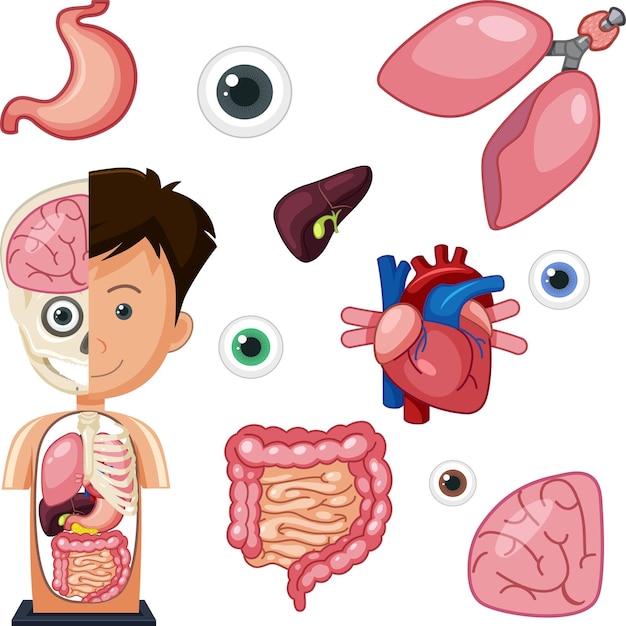 Objetos de anatomia de partes humanas