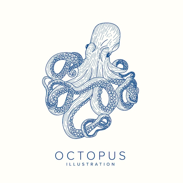 Octopus illustration