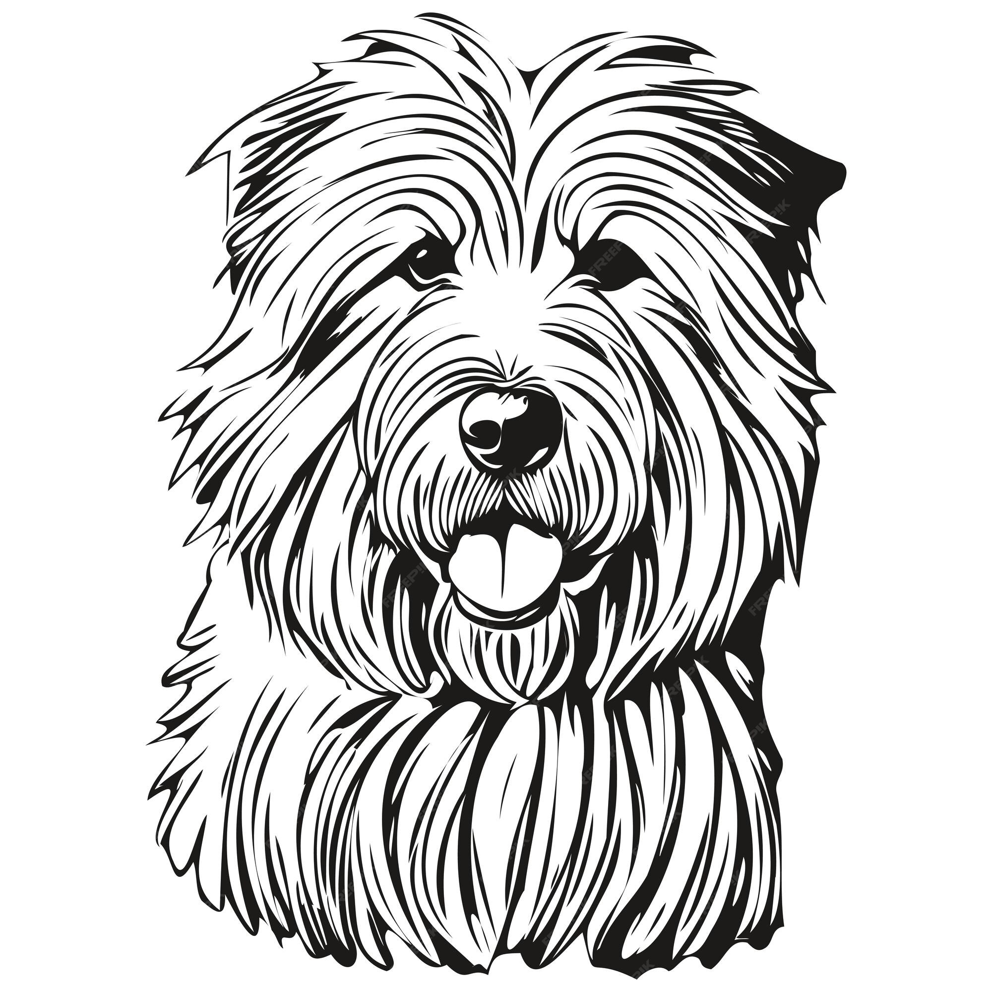 Old English Sheepdog: confira tudo sobre a raça