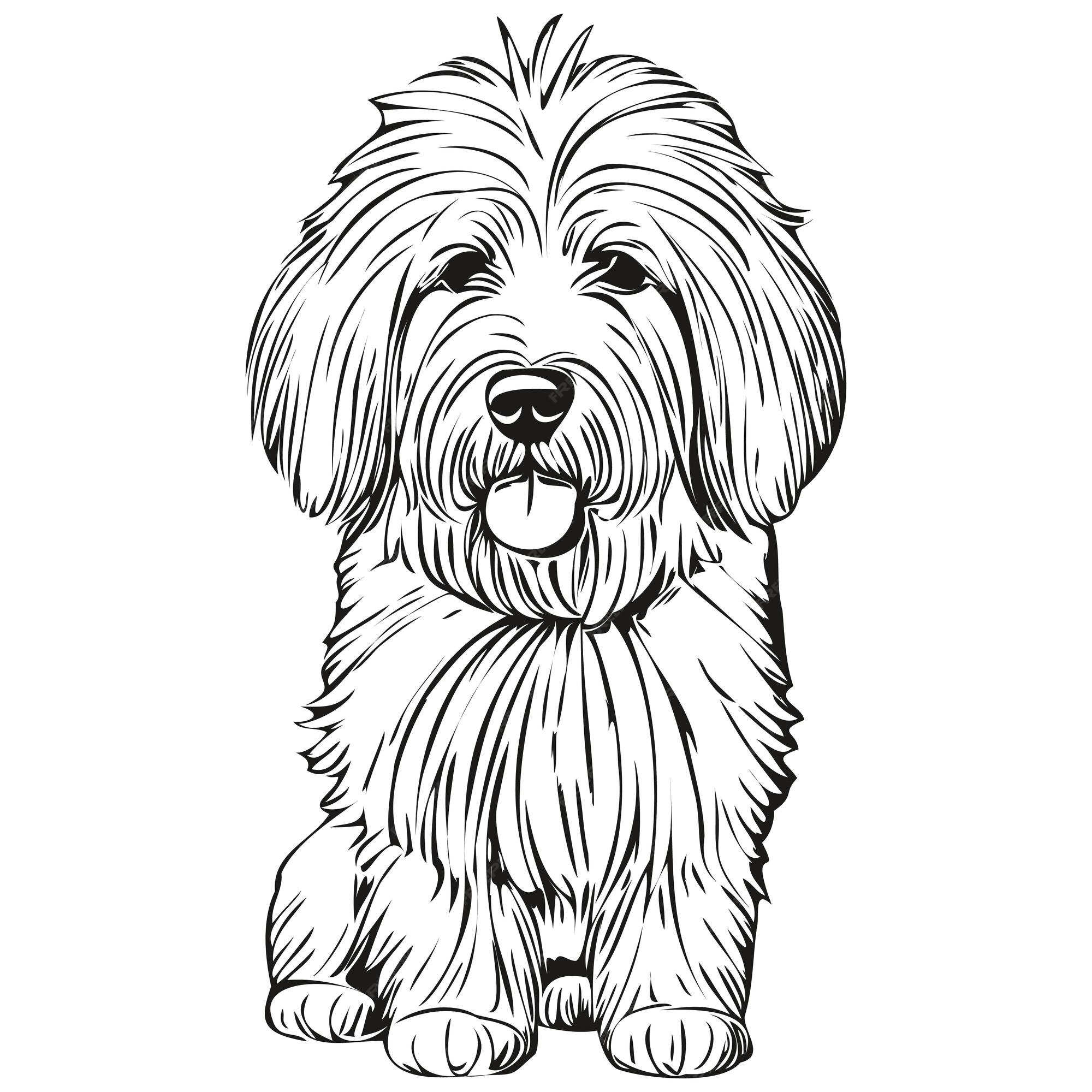 Old English Sheepdog - Cão Nosso