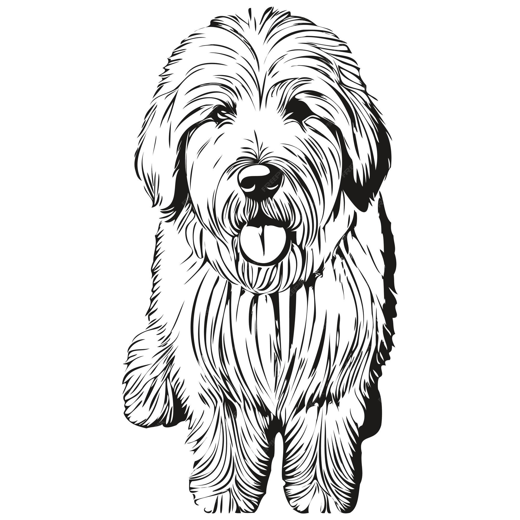 Old English Sheepdog - Saúde Animal