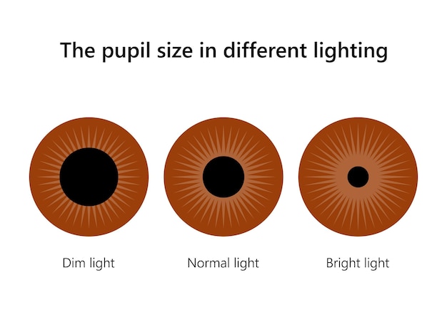 Vetor olho humano o tamanho da pupila em iluminação diferente