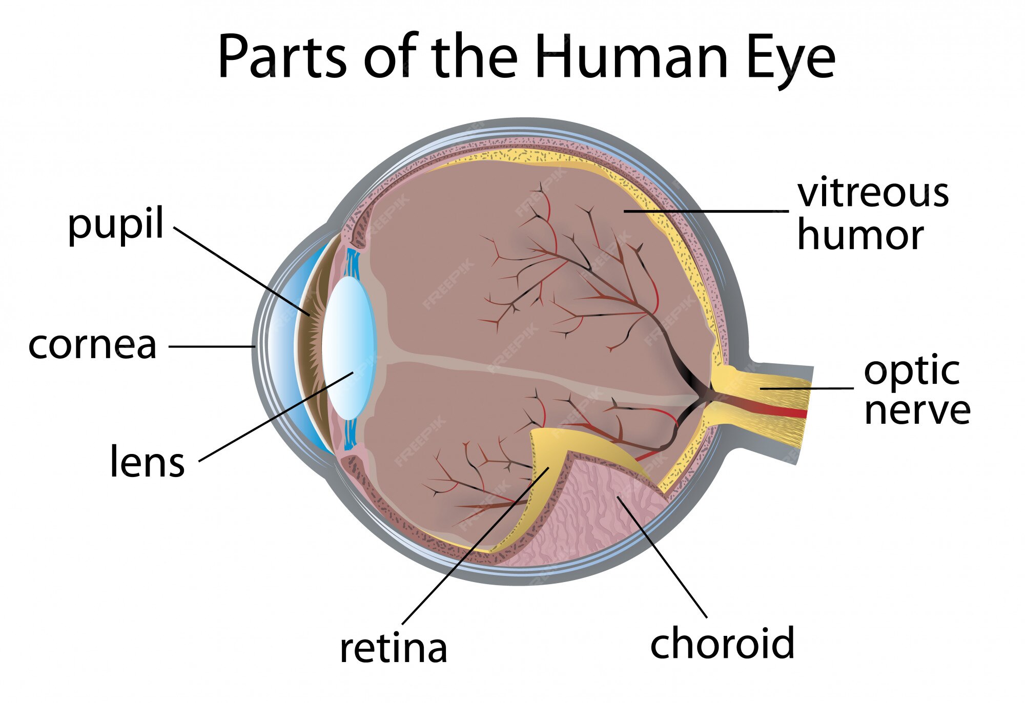 Corneal Pachymetry '