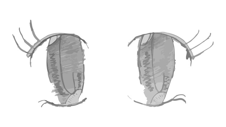 Vetor olhos desenhados à mão em estilo anime em fundo branco olhos em estilo desenho animado
