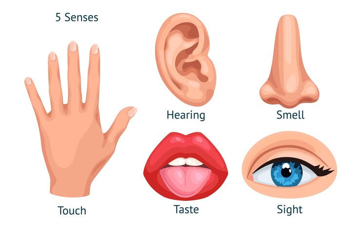 Vetor organos sensoriais de desenho animado cinco sentidos e sensação órgão sensorial humano sabor cheiro audição toque visão boca língua ouvido nariz olho mão 5 sentidos