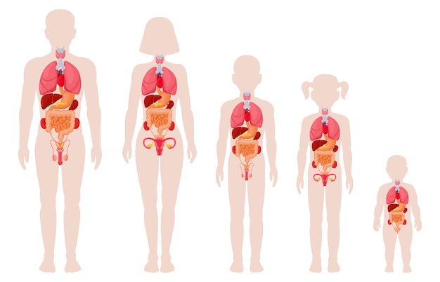 Órgãos da anatomia humana. homem, mulher, menina, menino e bebê recém-nascido com localização de órgãos internos