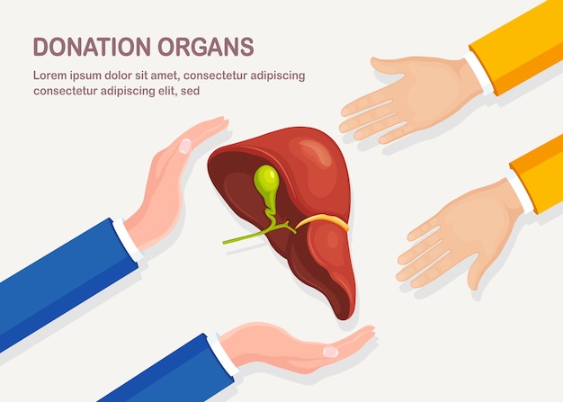 Órgãos de doação. fígado humano na mão do médico. anatomia dos órgãos internos, medicina. ajuda voluntária.