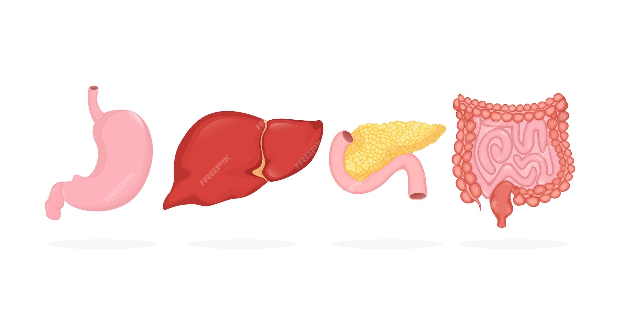 Modelo De Infográfico Do Corpo Humano Dos Desenhos Animados Com Rins  Pulmões Estômago Do Cérebro Órgãos Internos Alimentos E Ferramentas Médicas  Ilustração Vetorial Royalty Free SVG, Cliparts, Vetores, e Ilustrações  Stock. Image