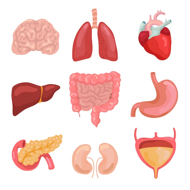 Vetor Órgãos do corpo humano dos desenhos animados. digestivo saudável, circulatório. conjunto de ícones de anatomia do órgão para prontuário médico