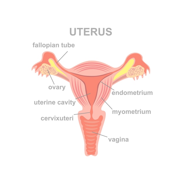 Vetor Órgãos do útero e ovários do sistema reprodutor feminino