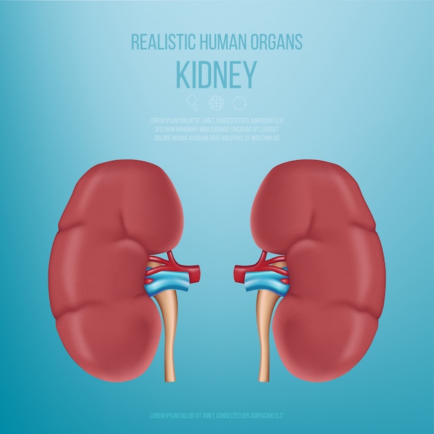 Vetor Órgãos humanos realistas. os rins. modelo de rim realista sobre um fundo azul