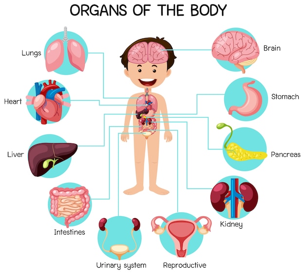 Órgãos informativos do corpo