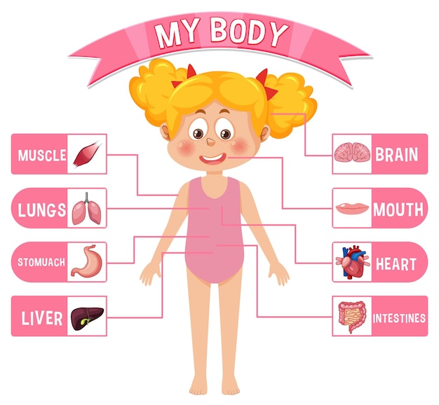 Órgãos internos do corpo para crianças
