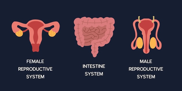 Órgãos internos humanos desenho animado anatomia partes do corpo ilustração vetorial