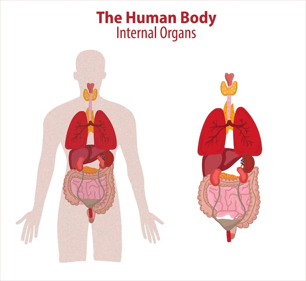 Órgãos internos humanos. ilustração isolada do esboço do vetor. conjunto de símbolos de anatomia de rabiscos desenhados à mão