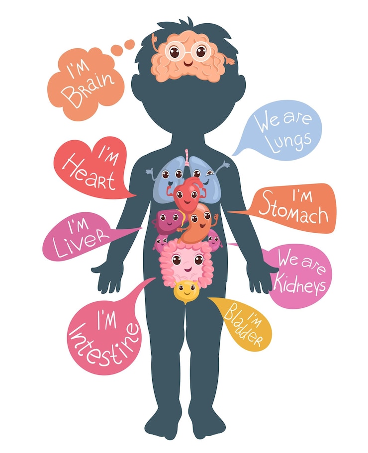 Vetor órgãos internos no corpo infantil anatomia humana cartaz educacional com personagens engraçados infografia médica coração e pulmões com bolhas de fala diagrama de fisiologia conceito vetorial