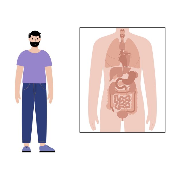 Órgãos internos no corpo masculino