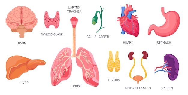 Órgãos internos. partes anatômicas do corpo humano, cérebro, estômago, rins e baço. sistema urinário dos desenhos animados, coração e pulmões. conjunto de vetores de órgão. ilustração anatomia medicina interna, bexiga e fígado