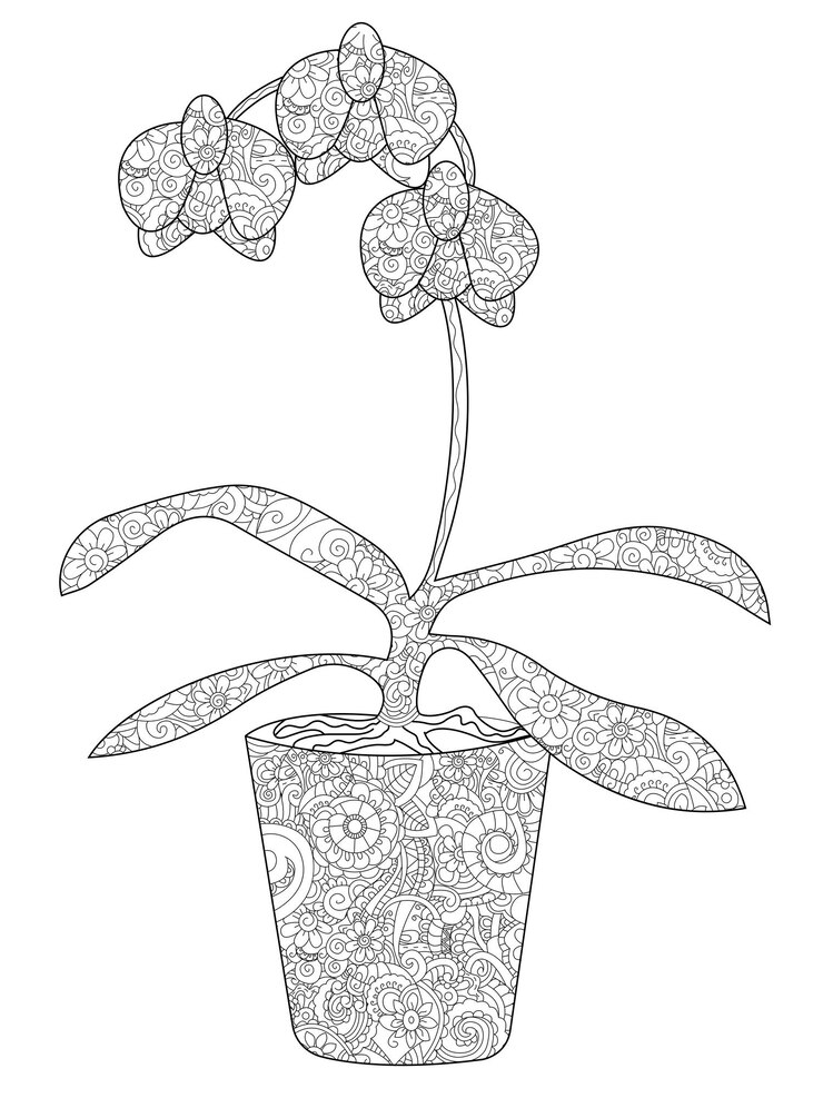 Vetor orquídea flor em um vetor de coloração de pote para adultos