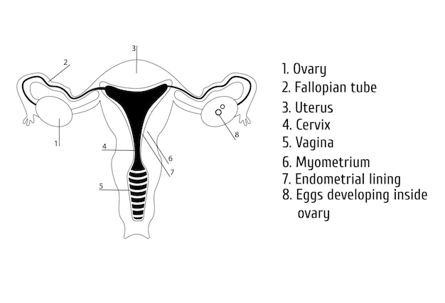 Vetor os órgãos genitais femininos descrevem a ilustração vetorial de infográficos