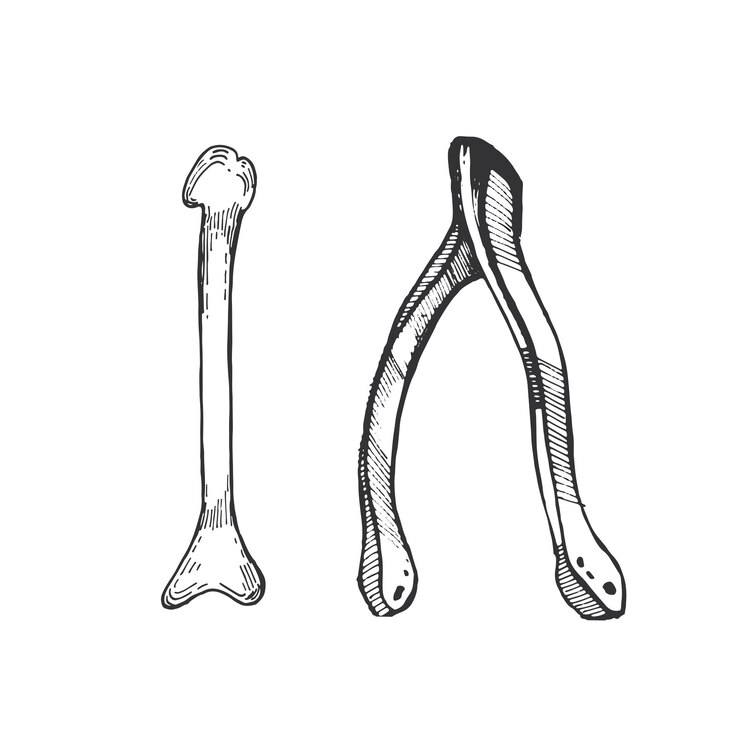 Vetor os ossos de pássaro para adivinhação e os ossos mágicos são desenhados à mão com tinta em um vetor de fundo branco