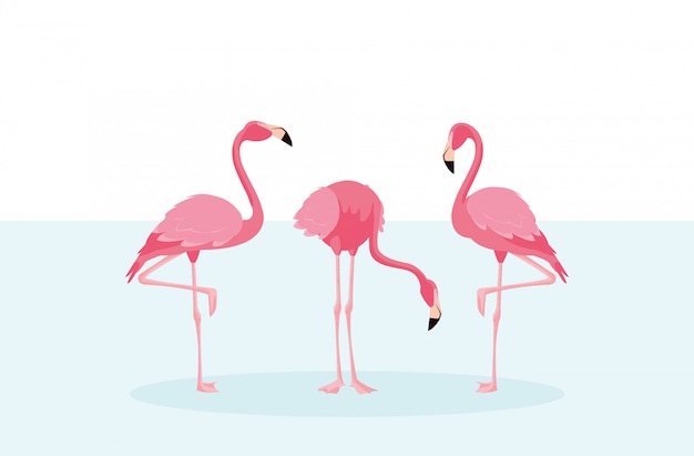 Os pássaros bonitos dos flamingos reunem-se