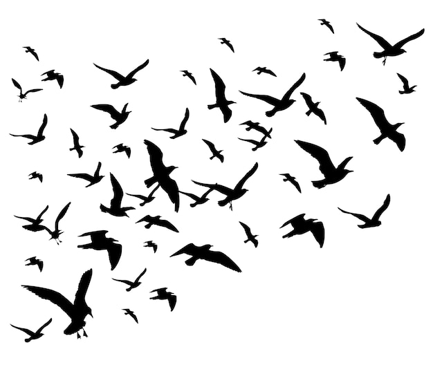 Vetor os pássaros de voo reunem a ilustração do vetor isolada no fundo branco. silueta, de, pombo preto, falcão