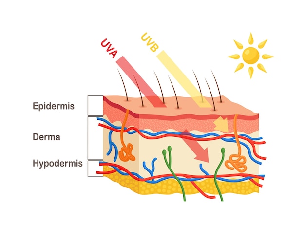 Os raios solares penetram na epiderme e derme da pele. anatomia da pele humana. diferença entre a penetração dos raios uva e uvb. diagrama médico das camadas da pele