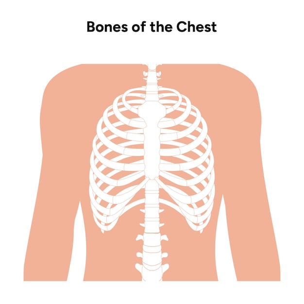 Vetor Ósseis do peito