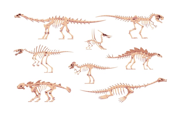 Vetor ossos de dino esqueletos de dinossauros dos desenhos animados para crianças ilustração crânios nus e partes fósseis do corpo de raptores jurássicos predadores pré-históricos selvagens e conjunto de répteis extintos isolados de vetores herbívoros