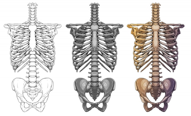Ossos do esqueleto humano gráfico tórax
