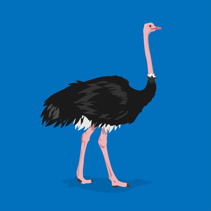 Vetor ostrich ilustration vector animal